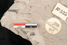 Foto (Detailansicht) von Asplenium hochstetteri Unger (NHMW-GEO-2024-0188-10335)